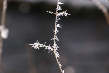 Eisnadeln am Ast vor Fluss 2019209