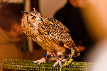 Portrait of a eagle owl, Bubo bubo, bright eyed captive at a falconry festival.Portrait of a eagle owl, Bubo bubo, bright eyed captive at a falconry festival.
