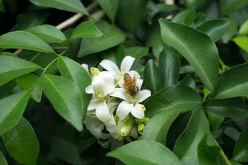 Obraz na płótnie Canvas Close up of Orange Jasmine (Murraya paniculata) in full bloom with bee