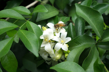 Close up of Orange Jasmine (Murraya paniculata) in full bloom with bee