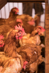 Chicken in cage on market in Tomohon, Sulawesi, Indonesia