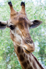 portrait of a giraffe