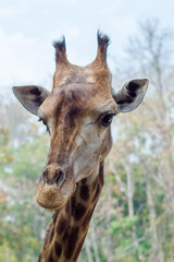 portrait of a giraffe