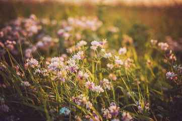 Wild herbs with small white violet flowers in sunlight. Sunset meadow view with flowers