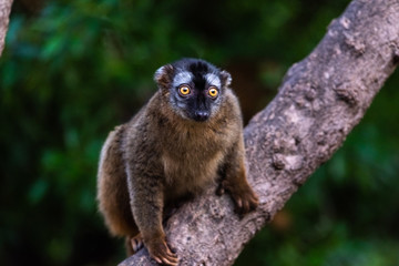Lemur mongoose, Eulemur mongoz Lemuridae, resting on a branch in a jungle.