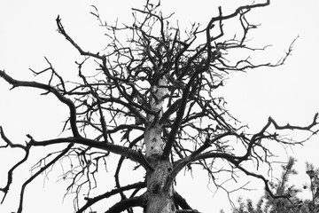 Close-up background, silhouette, trunk and branches of a dry dead tree with a sky white background at autumn.