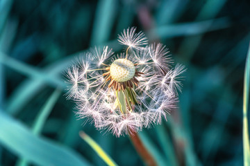 Dandelion that turned into a round ball of silver tufted fruits that will disperse in the wind