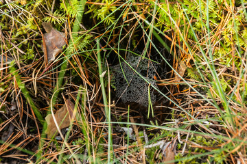 Spider web with dew drops on morning forest in Finland at autumn.