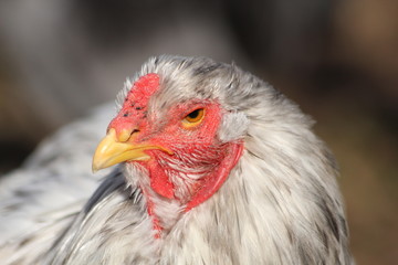 Hühner