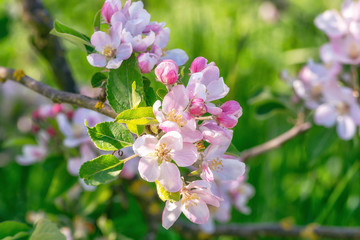Branch with a beautiful flowering apple blossoms somewhere in the fruit region De Betuwe