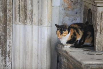 calico cat on the street in dubrovnik