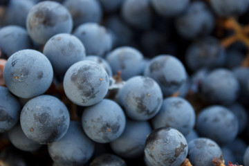 blue wine grapes