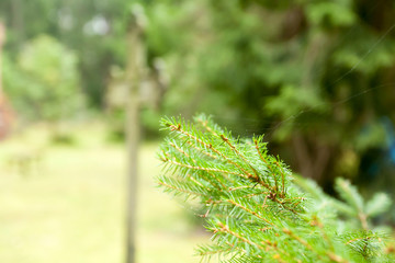 Cobweb on a spruce branch in forest in Finland at autumn, macro.