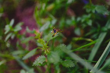 Common wasp, Dolichovespula, perched on a branch of nettle.