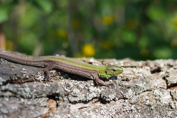 Naklejka na ściany i meble In spring, the lizard basks in the sun. Lizard on the tree.
