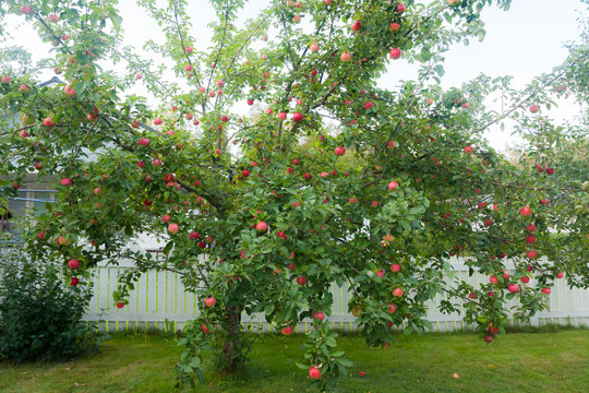 Red apples on apple tree branch at summer.