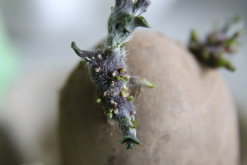 Close up of Potato being chitted in the light before planting