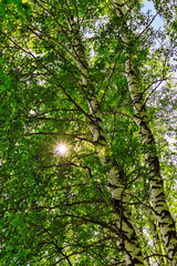 green birch foliage and blue summer sky