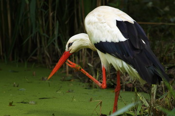 Weissstorch Storch