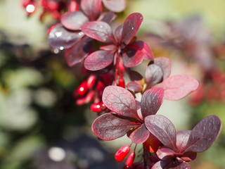 Red leaves of barberry closeup
