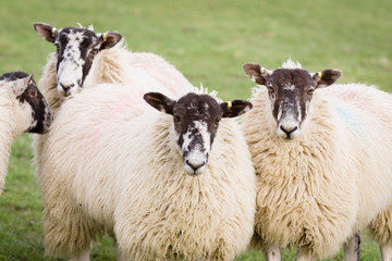 North of England Mule Sheep