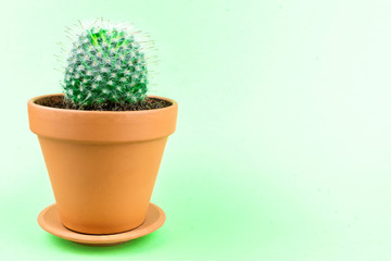 Cactus on a green background