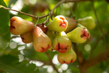 Rose apples or chomphu sing on the tree