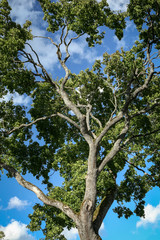 Maple tree with lush green leaves on a sunny day from below in a blue sky background