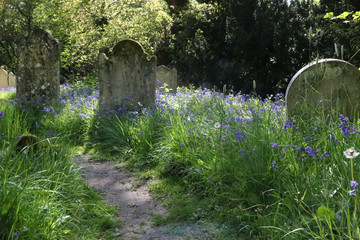 Bluebells in peaceful cemetary with sunlight reflecting off the grave stones.