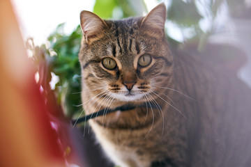 cat among domestic flowers