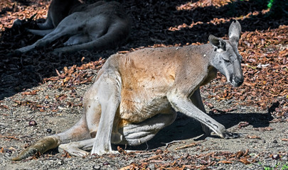 Red kangaroo. Latin name - Macropus rufuss  © Mikhail Blajenov