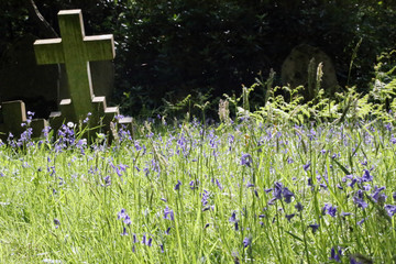 Bluebells in a peaceful cemetery with light reflecting off cross shaped grave stone Hampshire UK