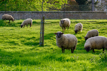 Flock of sheep with lambs in spring garden on young green grass