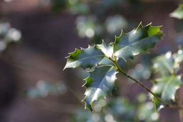 Isolated Holly sprig with unfocused holly leaves in the background.