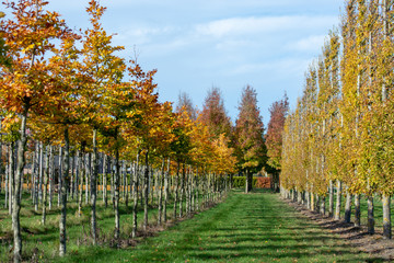 Dutch nursery of exclusive shaped espaliered decorative trees, plantation of trees formed with horizontal espalier in rows