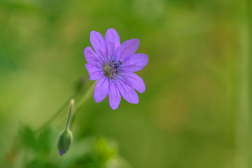 Fototapeta premium Weicher Storchschnabel