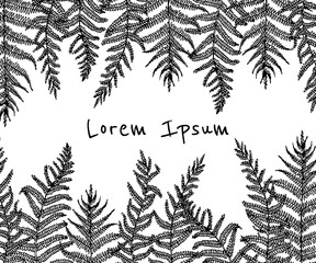 Hand drawn fern leaf