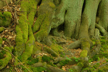 Wurzeln alter Bäume im Wald