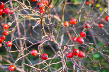 Rosa canina or dog rose red berries