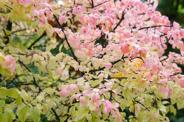 Euonymus verrucosus pink and green autumn foliage shrub