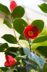 Camellia japonica red flowers with green foliage