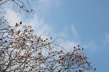 겨울 양버즘나무가지