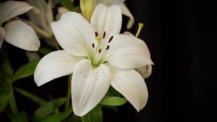 White lilies on black background close-up