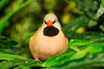 angry bird sits among green leaves