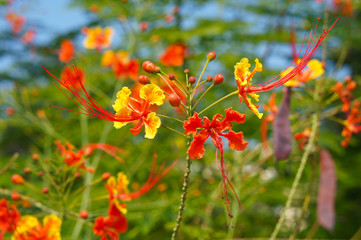 Caesalpinia pulcherrima or peacock flower or barbados pride plant