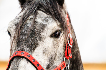 beautiful gray horse and red harness