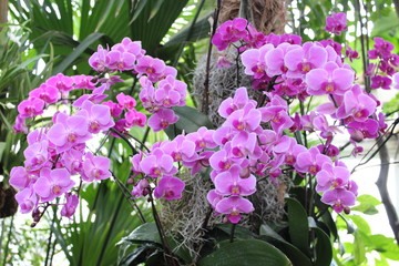 Orchids