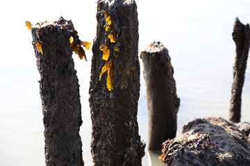 Seaweed on an old weathered post in the sea on the Isle of Wight in the UK