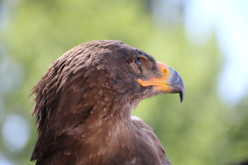 Adler