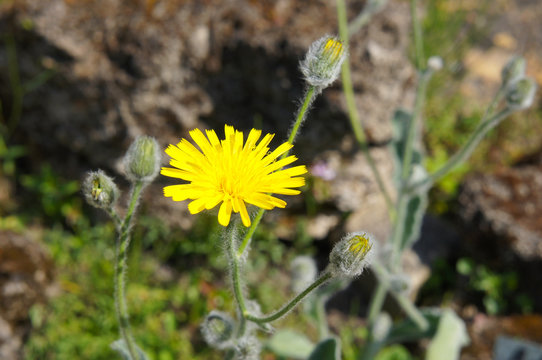 Hieracium pilosella or mouse-ear hawkweed yellow flower